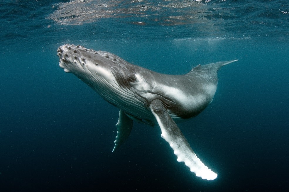 Swimming With Whales on Tonga