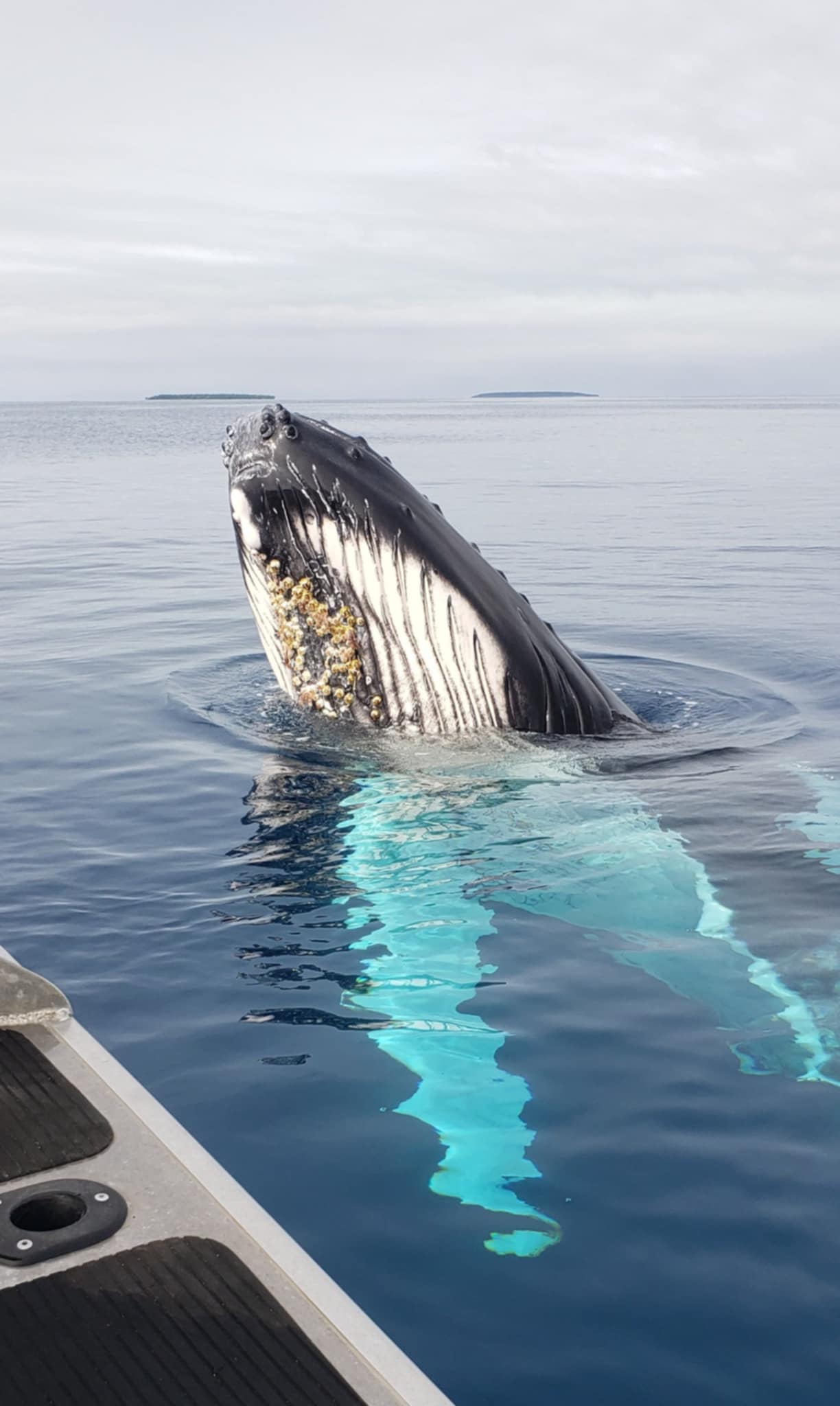 Swimming with Humpback Whales in Tonga | Seaview Lodge